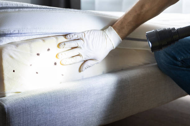 Best Flea Control Services  in Churchville, PA